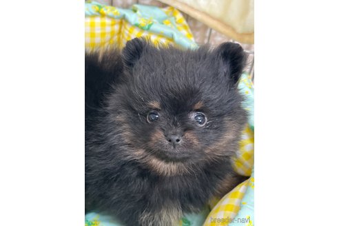 成約済の北海道のポメラニアン-299669の14枚目