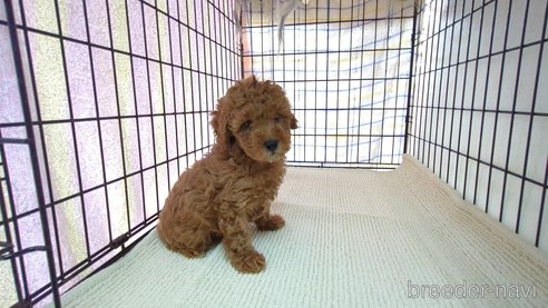 成約済の茨城県のトイプードル-302964の7枚目