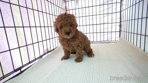 成約済の茨城県のトイプードル-302964の6枚目