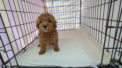成約済の茨城県のトイプードル-302964の5枚目