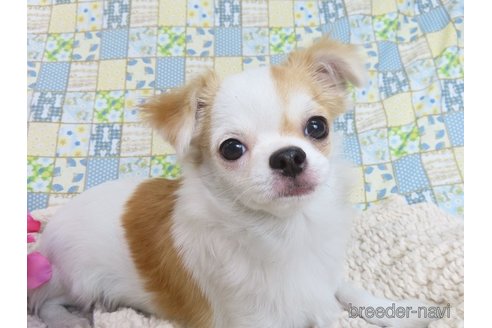 成約済の千葉県のチワワ(ロングコート)-276102の3枚目