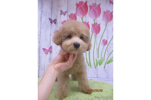 成約済の鳥取県のタイニープードル-294701の2枚目