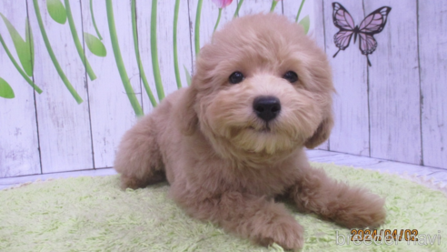 成約済の鳥取県のタイニープードル-294701の1枚目