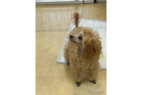 成約済の岐阜県のティーカッププードル-303002の5枚目