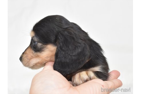 成約済の愛知県のミニチュアダックスフンド(ロングヘアード)-300889の3枚目