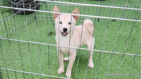 成約済の福岡県のミックス犬-295126の1枚目