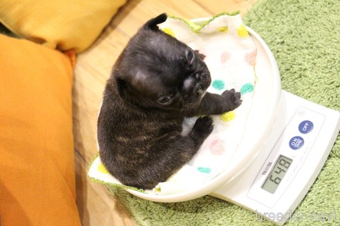 成約済の愛知県のフレンチブルドッグ-301068の93枚目