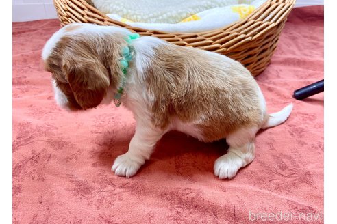 成約済の埼玉県のキャバリアキングチャールズスパニエル-302102の5枚目