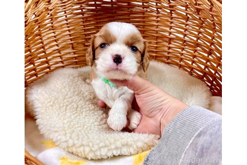成約済の埼玉県のキャバリアキングチャールズスパニエル-302102の2枚目