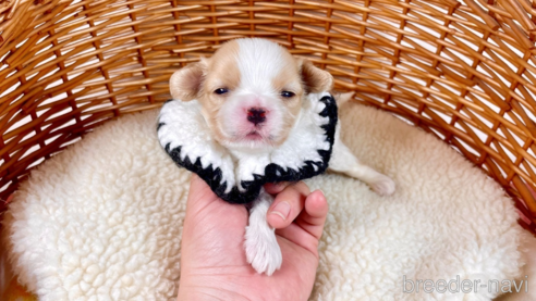 成約済の埼玉県のその他の犬種-303109の1枚目