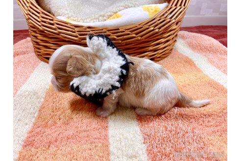 成約済の埼玉県のその他の犬種-303109の5枚目