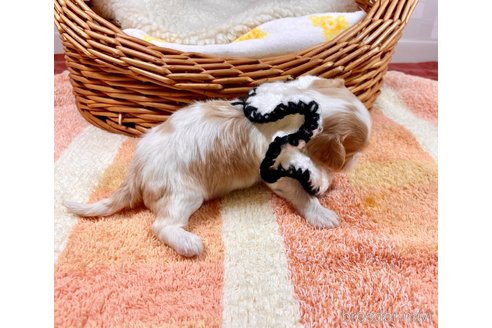 成約済の埼玉県のその他の犬種-303109の3枚目