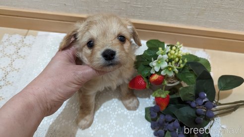 成約済の広島県のチワプー:チワワ×トイプードル-300322の33枚目
