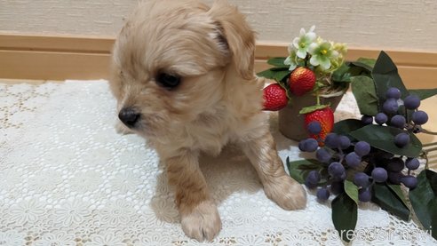成約済の広島県のチワプー:チワワ×トイプードル-300322の30枚目