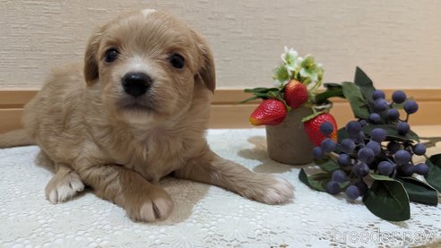 成約済の広島県のチワプー:チワワ×トイプードル-300328の51枚目