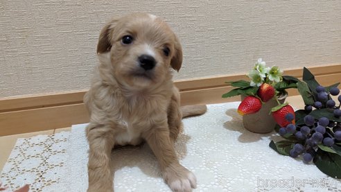 成約済の広島県のチワプー:チワワ×トイプードル-300328の43枚目