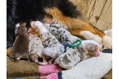 成約済の長野県のオーストラリアンシェパード-303136の47枚目