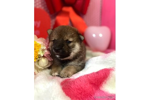 成約済の埼玉県の柴犬-303139の6枚目