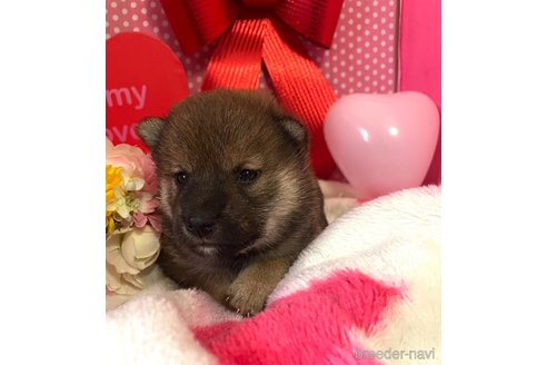 成約済の埼玉県の柴犬-303139の2枚目