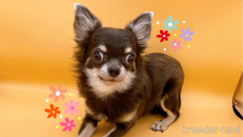 成約済の東京都のチワワ(ロングコート)-272866