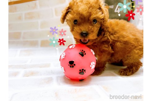 成約済の東京都のタイニープードル-294652の2枚目