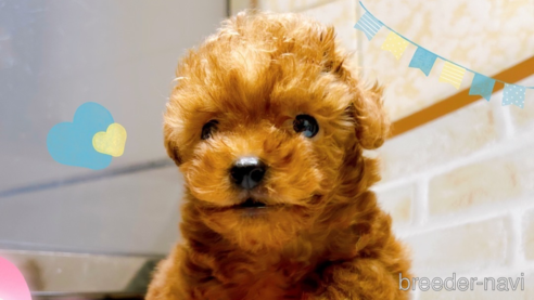 成約済の東京都のタイニープードル-294652の1枚目