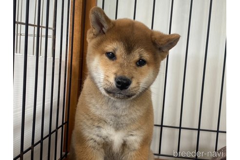 販売中の岡山県の柴犬-303180の2枚目