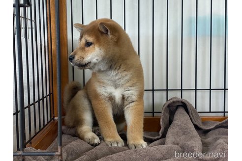 成約済の岡山県の柴犬-303180の3枚目