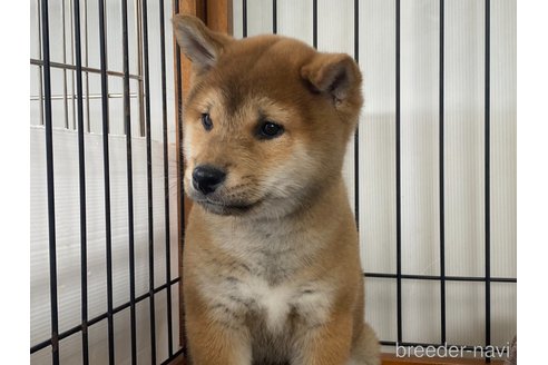 成約済の岡山県の柴犬-303180の4枚目