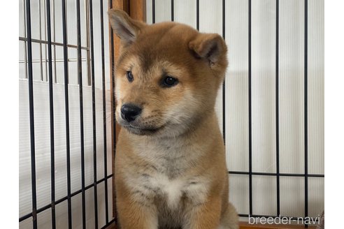 販売中の岡山県の柴犬-303180の4枚目