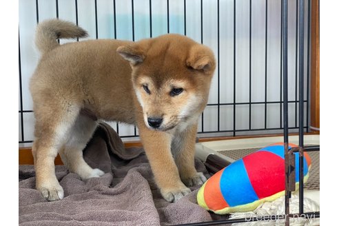 成約済の岡山県の柴犬-303180の5枚目