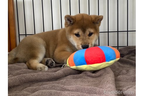 成約済の岡山県の柴犬-303180の1枚目