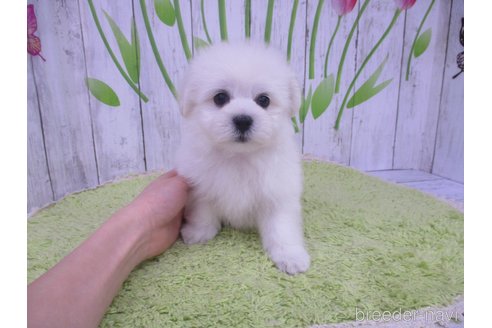 成約済の鳥取県のポメマル:ポメラニアン×マルチーズ-303188の2枚目