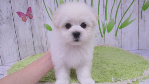 成約済の鳥取県のポメマル:ポメラニアン×マルチーズ-303188の1枚目