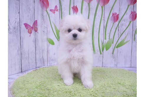 成約済の鳥取県のポメマル:ポメラニアン×マルチーズ-303189の2枚目