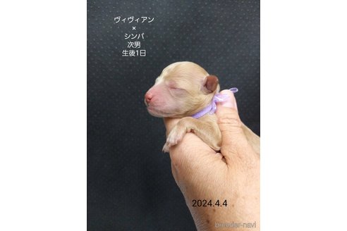 成約済の大阪府のタイニープードル-303215の8枚目