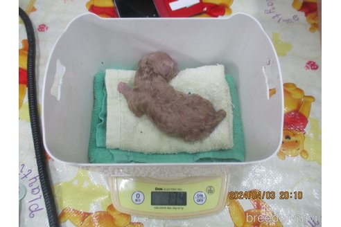 成約済の大阪府のタイニープードル-303215の7枚目
