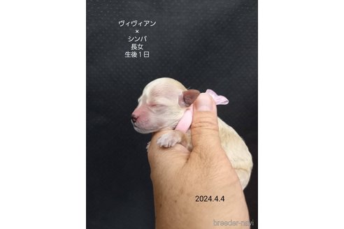 成約済の大阪府のタイニープードル-303216の12枚目