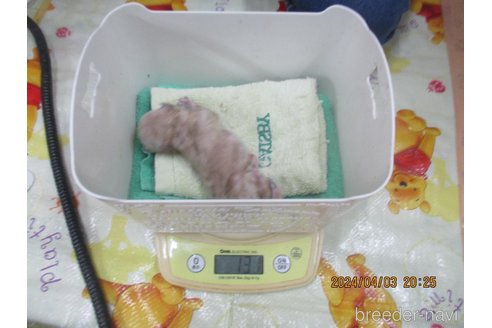 成約済の大阪府のタイニープードル-303216の9枚目