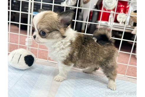 成約済の香川県のチワワ(ロングコート)-301720の8枚目