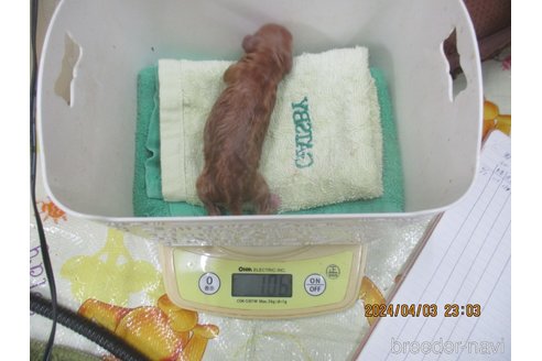 成約済の大阪府のタイニープードル-303217の7枚目
