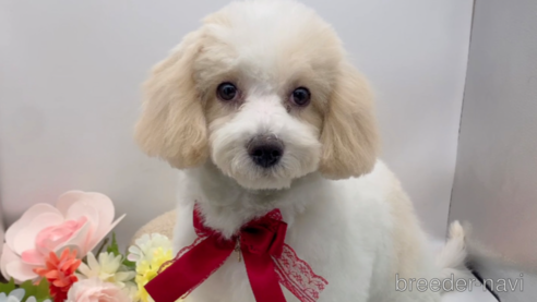 成約済の東京都のミックス犬-278351の11枚目