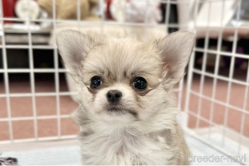 成約済の香川県のチワワ(ロングコート)-301716の1枚目