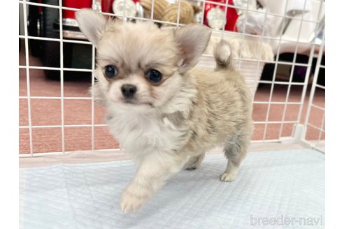 成約済の香川県のチワワ(ロングコート)-301716の12枚目