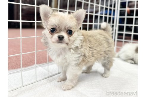 成約済の香川県のチワワ(ロングコート)-301716の11枚目