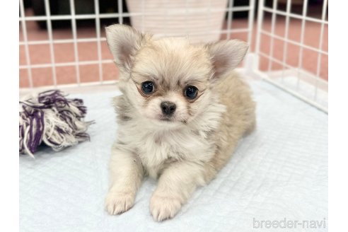 成約済の香川県のチワワ(ロングコート)-301716の10枚目