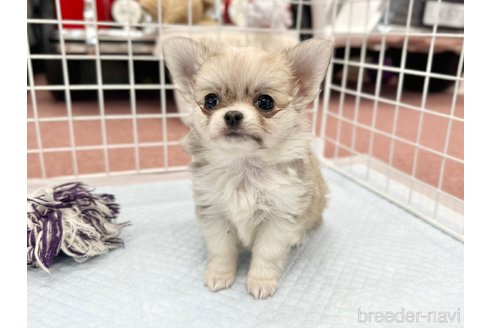 成約済の香川県のチワワ(ロングコート)-301716の9枚目
