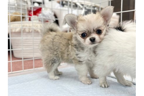 成約済の香川県のチワワ(ロングコート)-301716の8枚目