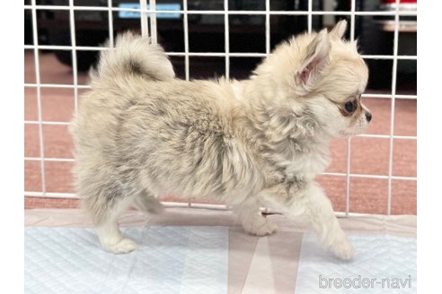 成約済の香川県のチワワ(ロングコート)-301716の3枚目