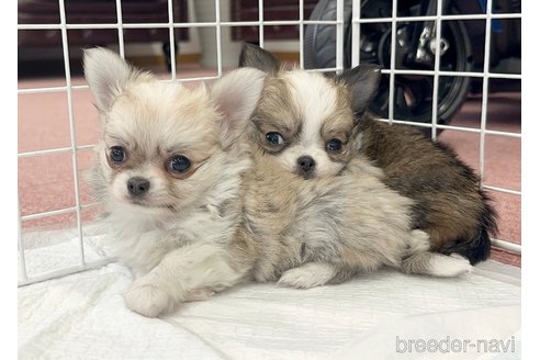 成約済の香川県のチワワ(ロングコート)-301716の6枚目